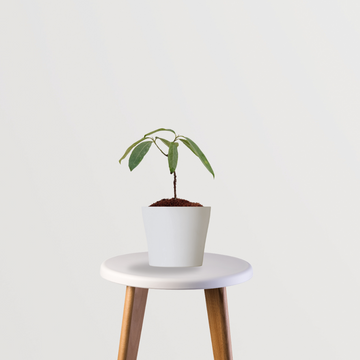 Rudraksha seed tree sapling